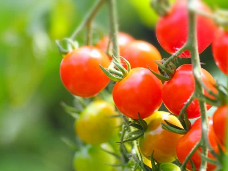 離乳食初期からトマトはok 皮 種を取り除く方法からレシピまで総まとめ ママびよりウェブ