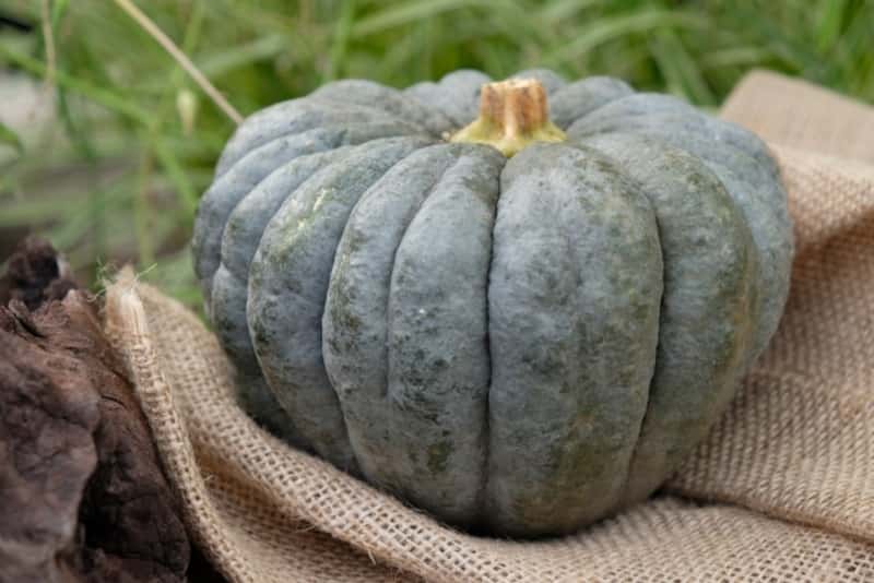 離乳食後期でもかぼちゃは大活躍 栄養素 下準備 レシピを一挙公開 ママびよりウェブ